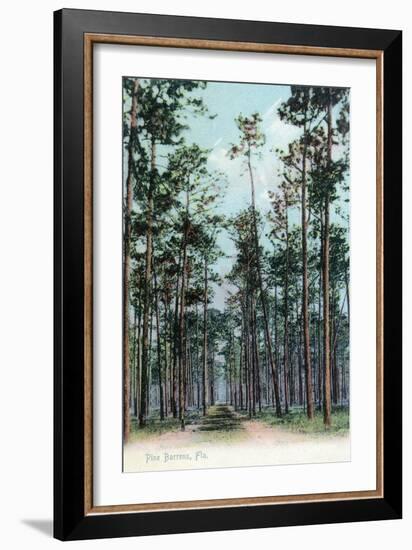 Florida - View of Pine Barrens-Lantern Press-Framed Art Print