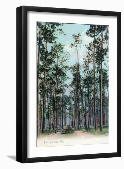 Florida - View of Pine Barrens-Lantern Press-Framed Art Print