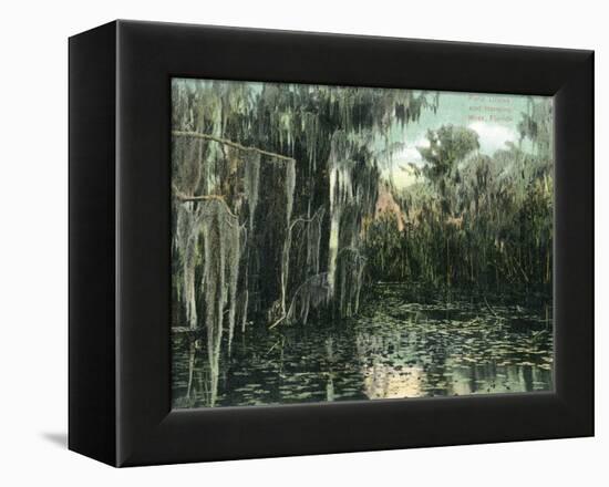 Florida - View of Pond Lilies and Hanging Moss-Lantern Press-Framed Stretched Canvas