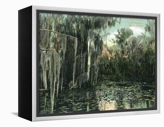 Florida - View of Pond Lilies and Hanging Moss-Lantern Press-Framed Stretched Canvas