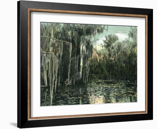 Florida - View of Pond Lilies and Hanging Moss-Lantern Press-Framed Art Print