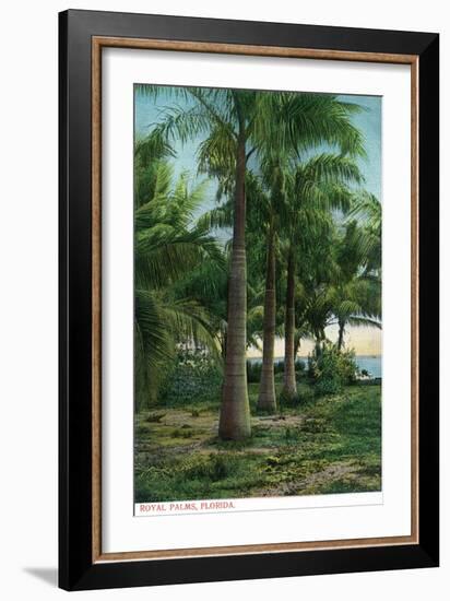 Florida - View of Royal Palms-Lantern Press-Framed Art Print