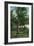 Florida - View of Royal Palms-Lantern Press-Framed Art Print