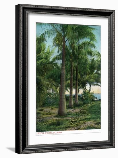 Florida - View of Royal Palms-Lantern Press-Framed Art Print