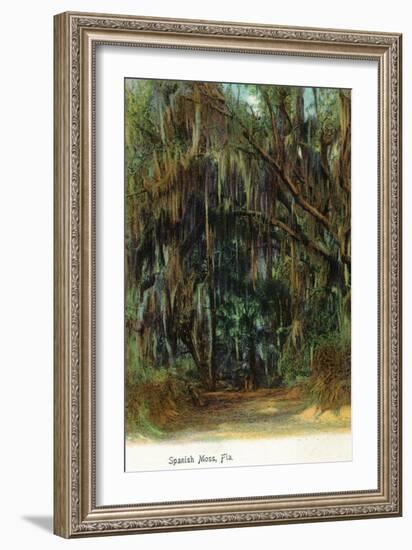 Florida - View of Trees with Spanish Moss-Lantern Press-Framed Art Print