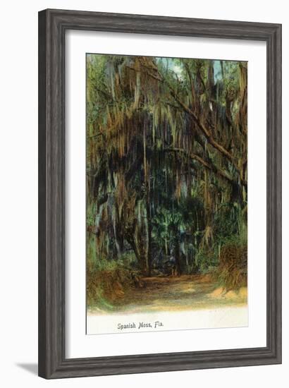 Florida - View of Trees with Spanish Moss-Lantern Press-Framed Art Print