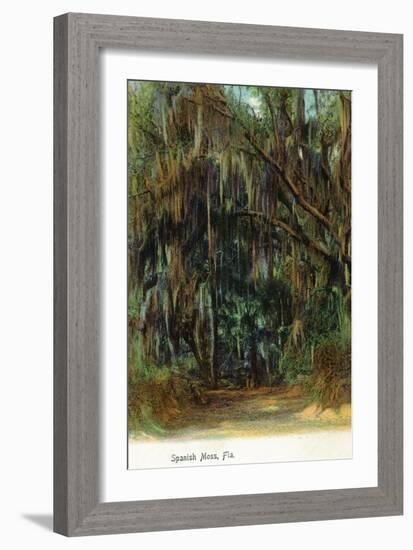 Florida - View of Trees with Spanish Moss-Lantern Press-Framed Art Print