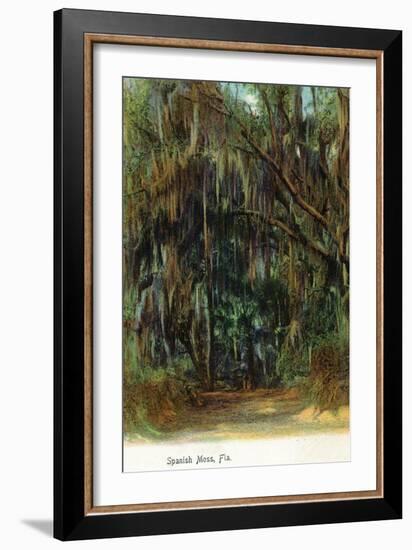 Florida - View of Trees with Spanish Moss-Lantern Press-Framed Art Print