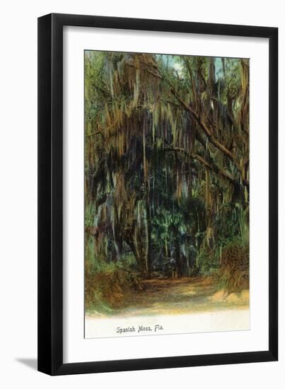 Florida - View of Trees with Spanish Moss-Lantern Press-Framed Art Print