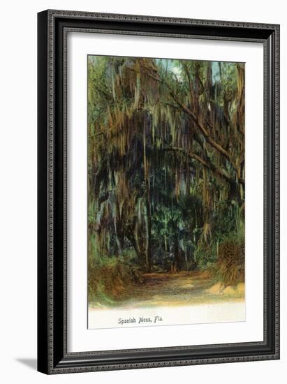 Florida - View of Trees with Spanish Moss-Lantern Press-Framed Art Print