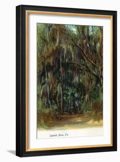 Florida - View of Trees with Spanish Moss-Lantern Press-Framed Art Print