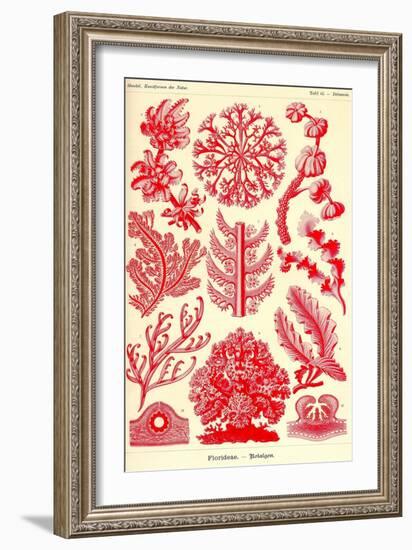 Floridae-Ernst Haeckel-Framed Art Print