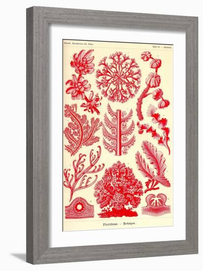 Floridae-Ernst Haeckel-Framed Art Print