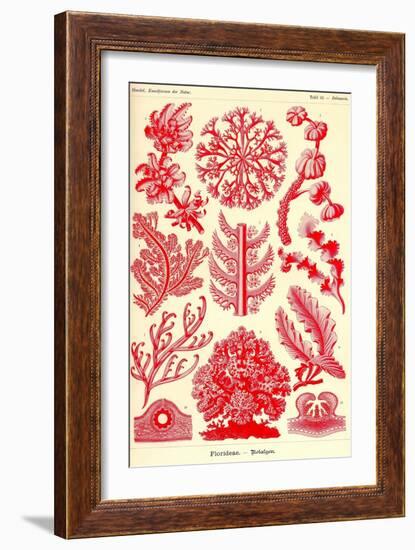 Floridae-Ernst Haeckel-Framed Art Print