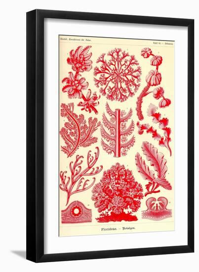 Floridae-Ernst Haeckel-Framed Art Print