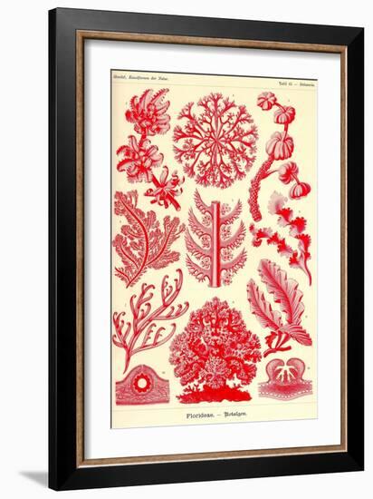 Floridae-Ernst Haeckel-Framed Art Print