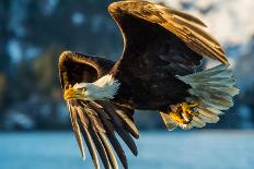 American Bald Eagle Swooping down and Screaming, against Clear Blue Alaska Sky-FloridaStock-Photographic Print