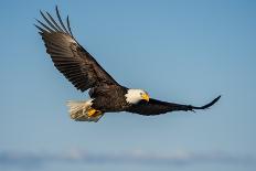 Three American Bald Eagles Perch on Tree Snag against Background of Alaskan Kenai Mountains and Coo-FloridaStock-Photographic Print