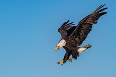 American Bald Eagle with Wings Spread and Perched on Branch against Background of Alaskan Kenai Reg-FloridaStock-Photographic Print