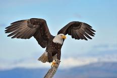 Three American Bald Eagles Perch on Tree Snag against Background of Alaskan Kenai Mountains and Coo-FloridaStock-Photographic Print