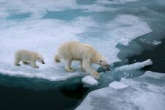 High Angle of Mother Polar Bear and Cub Walking on Ice Floe in Arctic Ocean North of Svalbard Norwa-FloridaStock-Photographic Print