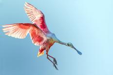 Roseate Spoonbill with Wings Flared and Preparing to Land in Florida Everglades, Shown at Low Angle-FloridaStock-Photographic Print