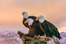 Three American Bald Eagles Perch on Tree Snag against Background of Alaskan Kenai Mountains and Coo-FloridaStock-Photographic Print