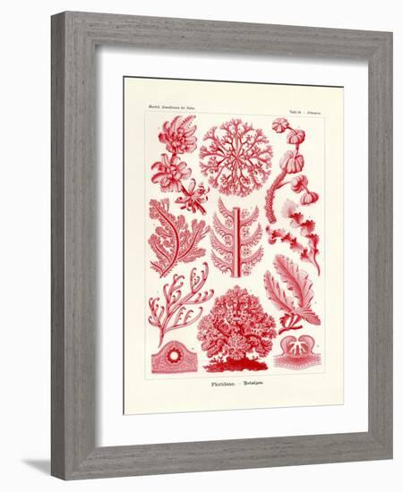 Florideae or Rhodophyceae, 1899-1904-null-Framed Giclee Print