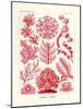 Florideae or Rhodophyceae, 1899-1904-null-Mounted Giclee Print