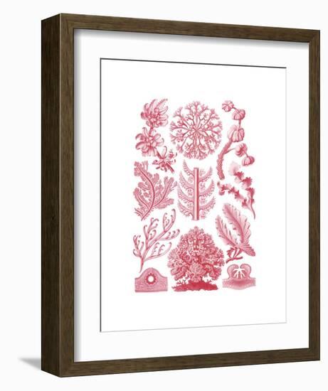 Florideae-Ernst Haeckel-Framed Art Print