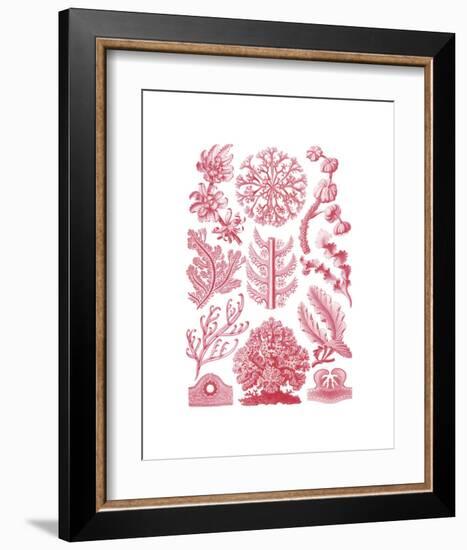 Florideae-Ernst Haeckel-Framed Art Print