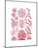 Florideae-Ernst Haeckel-Mounted Art Print