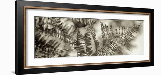 Florison 101-Alan Blaustein-Framed Photographic Print