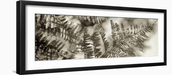 Florison 101-Alan Blaustein-Framed Photographic Print