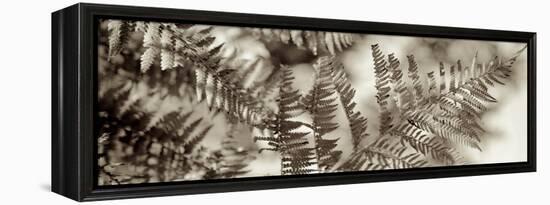 Florison #101-Alan Blaustein-Framed Premier Image Canvas