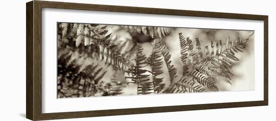 Florison #101-Alan Blaustein-Framed Photographic Print