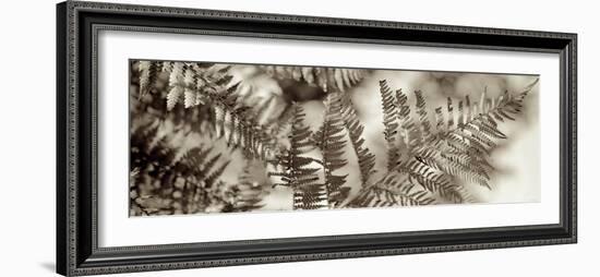 Florison #101-Alan Blaustein-Framed Photographic Print