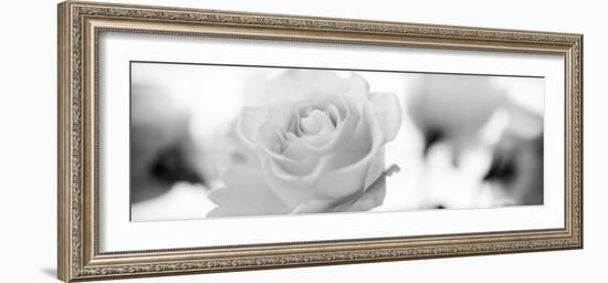 Florison #102-Alan Blaustein-Framed Photographic Print