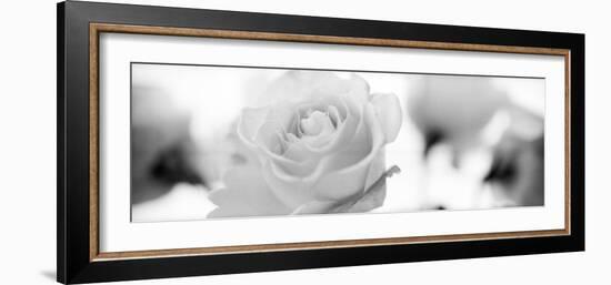 Florison #102-Alan Blaustein-Framed Photographic Print