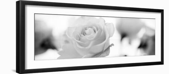 Florison #102-Alan Blaustein-Framed Photographic Print