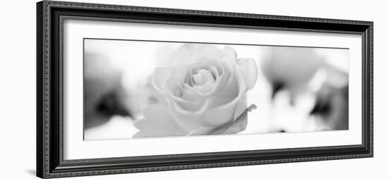 Florison #102-Alan Blaustein-Framed Photographic Print