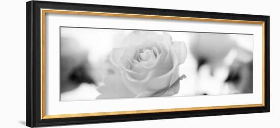 Florison #102-Alan Blaustein-Framed Photographic Print