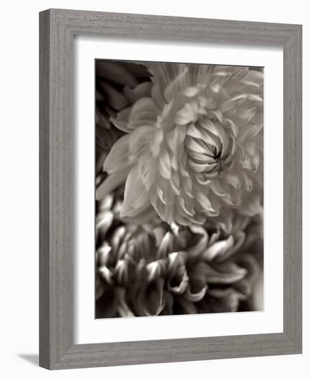 Florison #10-Alan Blaustein-Framed Photographic Print