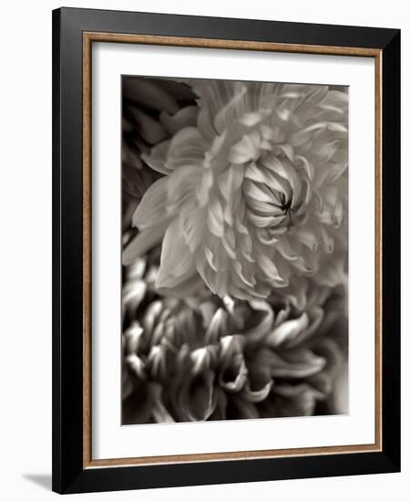 Florison #10-Alan Blaustein-Framed Photographic Print