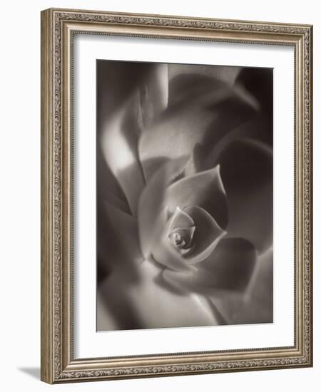 Florison #11-Alan Blaustein-Framed Photographic Print