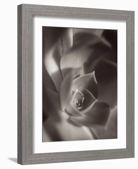 Florison #11-Alan Blaustein-Framed Photographic Print