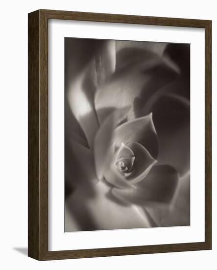 Florison #11-Alan Blaustein-Framed Photographic Print