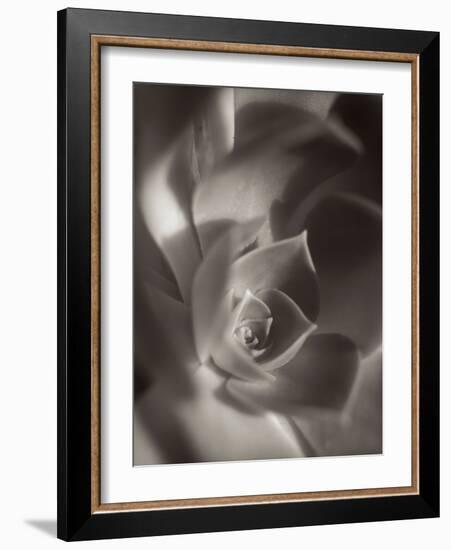 Florison #11-Alan Blaustein-Framed Photographic Print