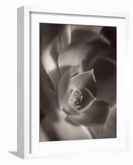 Florison #11-Alan Blaustein-Framed Photographic Print