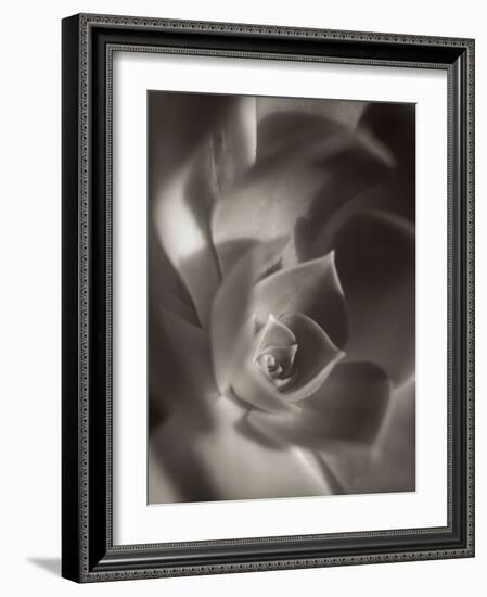 Florison #11-Alan Blaustein-Framed Photographic Print